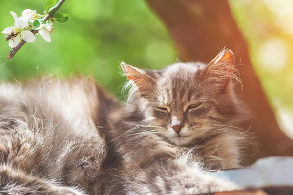 Gato Siberiano Acostado Huerto Primavera Gato Pelo Largo Aire Libre — Foto de Stock