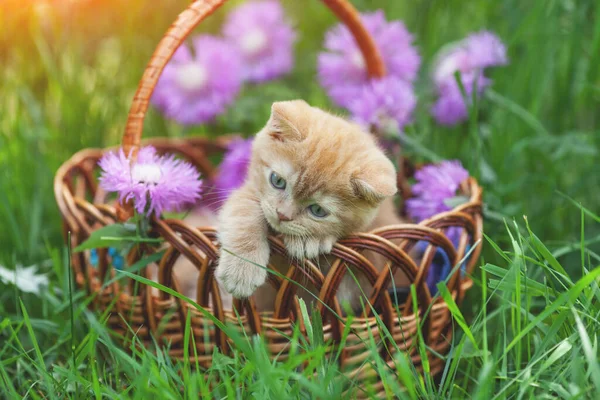 Gatinho Bonito Com Flores Livre Gatinho Senta Uma Cesta Jardim — Fotografia de Stock