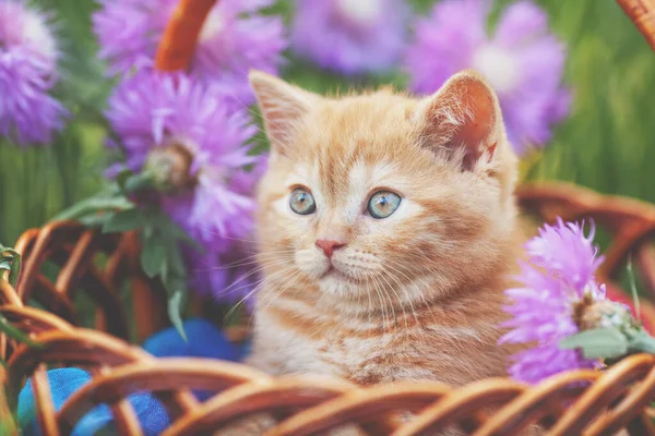 Niedliches Kleines Kätzchen Mit Blumen Freien Das Kätzchen Sitzt Frühling — Stockfoto
