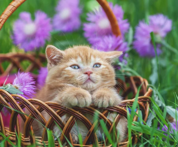 Söt Liten Kattunge Med Blommor Utomhus Kattungen Sitter Korg Trädgård — Stockfoto