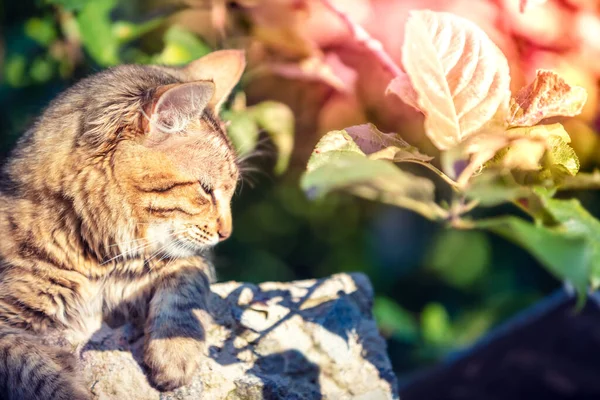 Nette Katze Schläft Freien Sommer Obstgarten — Stockfoto