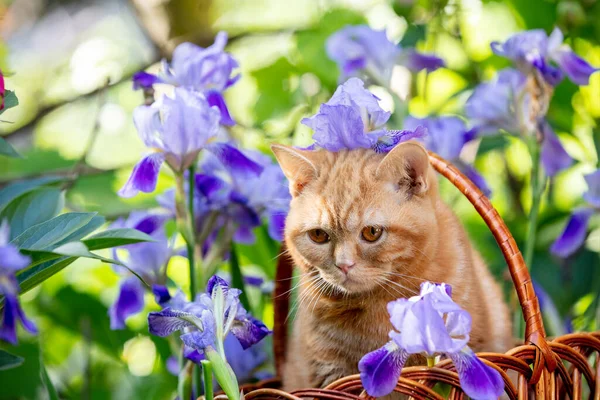 Χαριτωμένο Γατάκι Τζίντζερ Κάθεται Λουλούδια Ίριδας Στον Κήπο — Φωτογραφία Αρχείου