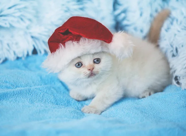 Klein Wit Katje Met Kerstmuts Blauwe Zachte Deken — Stockfoto
