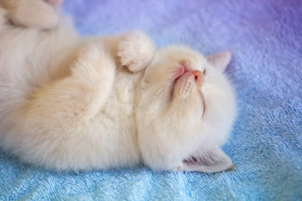 Sleeping Cute Little Kitten Soft Blue Blanket — Stock Photo, Image