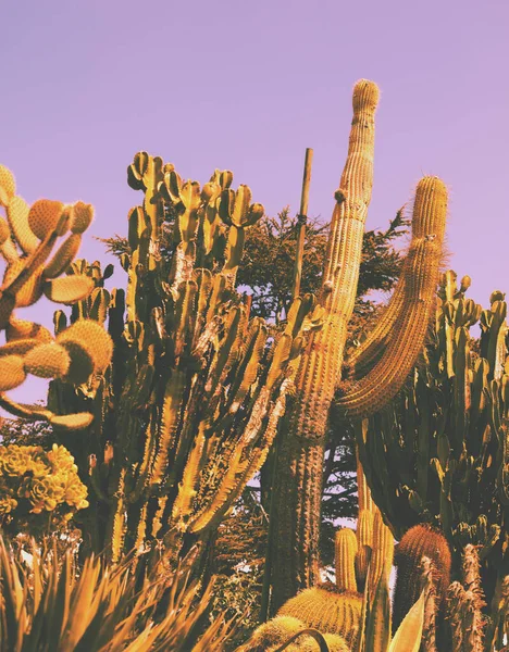 Cactus Garden Pink Sunset Light Nature Background — Stock Photo, Image