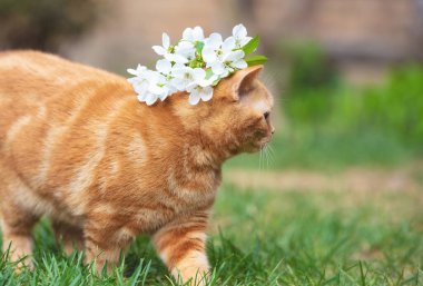 Kafasında kiraz çiçekleri olan bir kedi yavrusunun portresi. Kedi bir bahar bahçesinde yürür