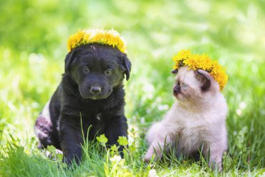 Küçük kedi ve köpek yavrusu çimlerin üzerinde birlikte oturan bir karahindiba çelengini taçlandırdılar.