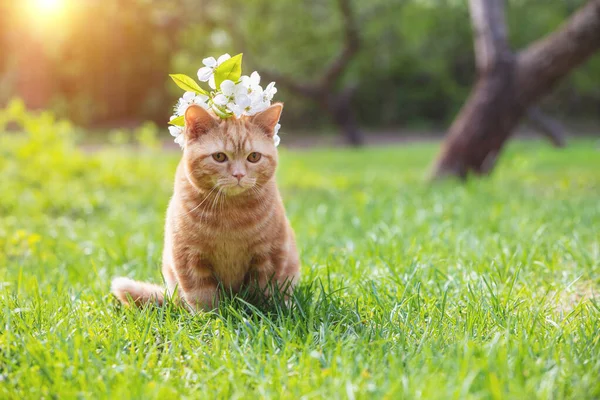 Portret Małego Kotka Wiśniowymi Kwiatami Głowie Kot Siedzi Wiosennym Ogrodzie — Zdjęcie stockowe