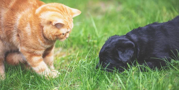 Little Ginger Kitten Playing Little Black Puppy Grass Spring Garden — Stock Photo, Image