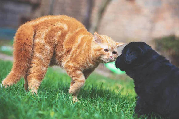 春天的花园里 一只小姜黄小猫和一只小黑狗在草地上玩耍 — 图库照片