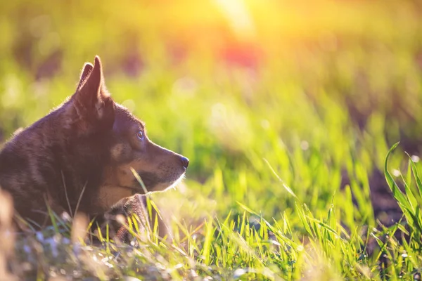 犬は屋外でリラックス 夏の晴れた日に犬は芝生の上に横たわっている — ストック写真