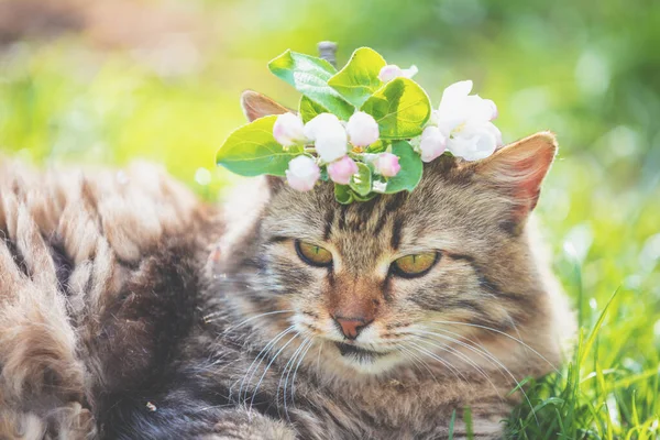 Sibirische Katze Mit Blumen Auf Dem Kopf Frühlingsgarten — Stockfoto