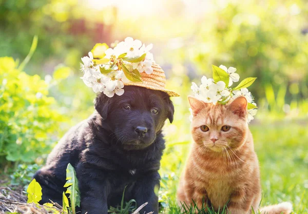 Gatinho Cachorro Sentados Juntos Grama Dia Ensolarado Primavera Pequeno Gatinho — Fotografia de Stock