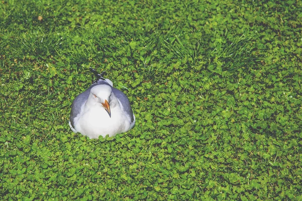 Чайка Сидит Зеленой Траве — стоковое фото
