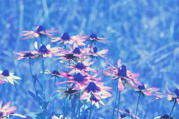 Vintage Blooming Rudbeckia Hirta Black Eyed Susan Flowers Summer Garden — Stock Photo, Image