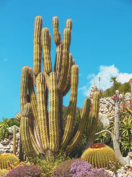 Kaktusz Kék Ellen Eze Botanikus Kert Franciaországba Természetvédelmi Háttér — Stock Fotó