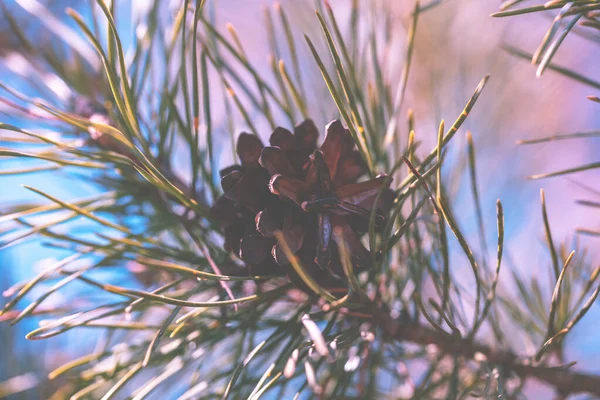 Pinecone Rama Fondo Naturaleza — Foto de Stock