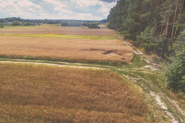 Landelijk Landschap Luchtfoto Zicht Een Tarweveld Bij Het Bos — Stockfoto