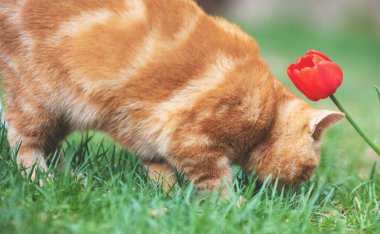 Küçük sevimli kızıl kedi baharda bahçede çimlerde yürüyor lale çiçeğinin yanında.