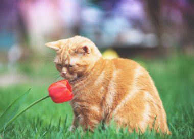 Şirin, kızıl bir kedi yavrusu baharda bir lale çiçeğinin yanında çimlerin üzerinde oturuyor.