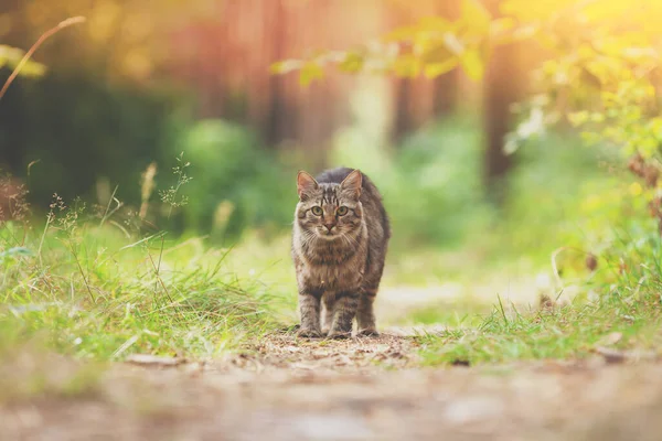 Kot Syberyjski Spacerujący Latem Lesie — Zdjęcie stockowe