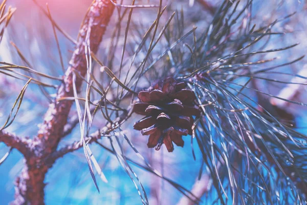 Una Pigna Sul Ramo Sfondo Della Natura — Foto Stock