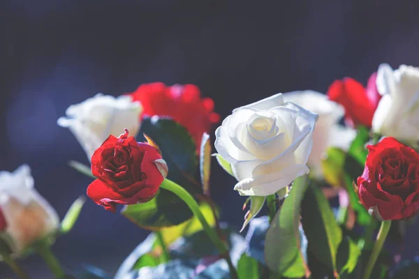 Vintage Tle Przyrody Kwiat Krzew Róży Ogrodzie — Zdjęcie stockowe