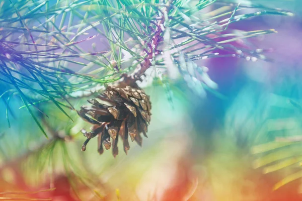 Tannenzapfen Auf Dem Ast Hintergrund Natur — Stockfoto