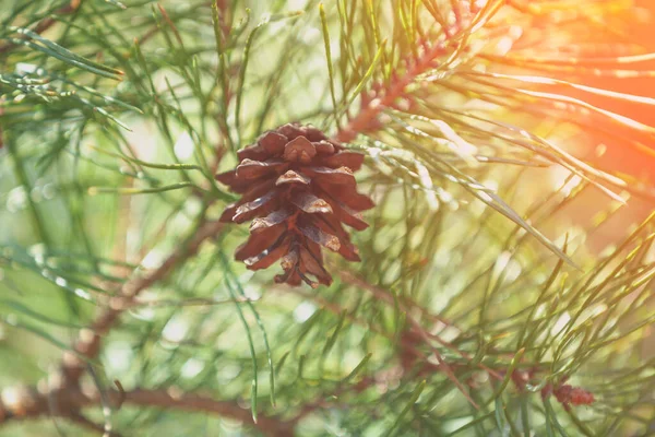 Una Pigna Sul Ramo Sfondo Della Natura — Foto Stock