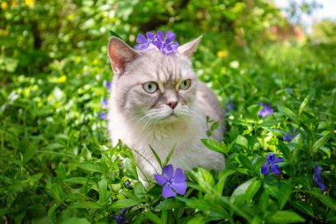 Şirin siyam kedisi kafasında çiçekle menekşe çimenliğinde oturuyor.