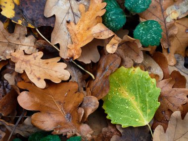 su damlaları ile yere sonbahar sararmış yaprakları