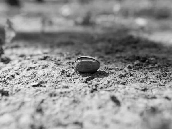 Erdnüsse Auf Dem Boden Liegend Schwarz Weiß Fotografie — Stockfoto