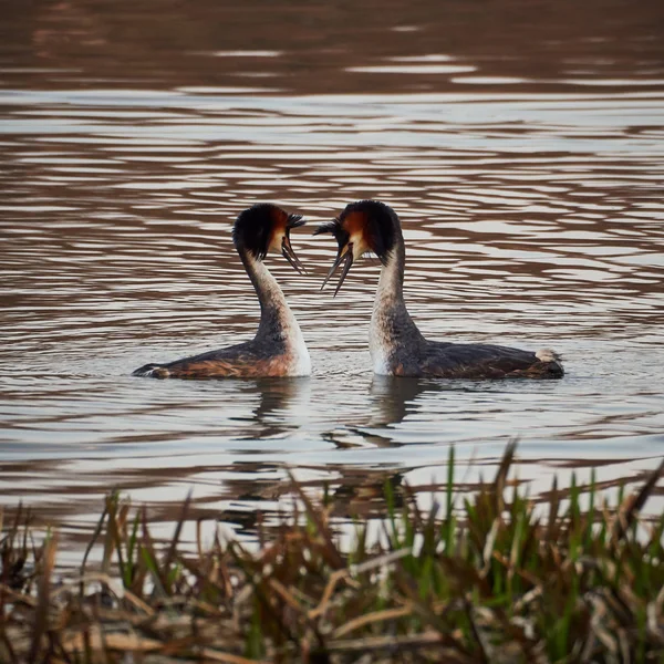 two waterfowl birds in love
