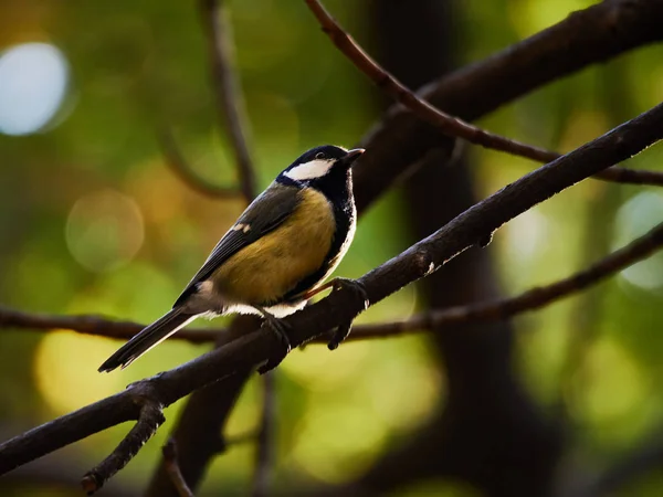 Buntmeisen sitzen auf einem Baum — Stockfoto