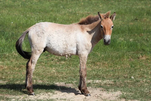 Przewalski Horse Field — Stock Photo, Image