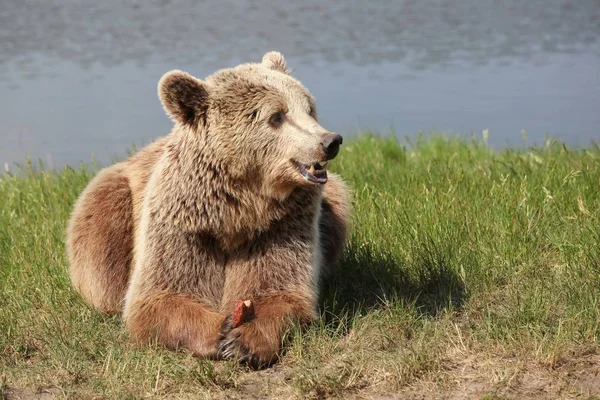 Urso Marrom Natureza — Fotografia de Stock