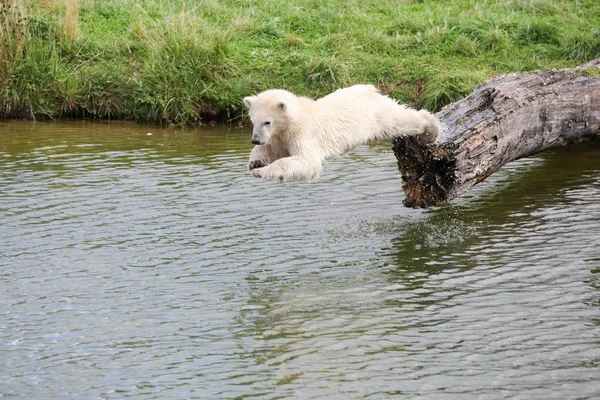 Joven Oso Polar Sumergiéndose Agua — Foto de Stock