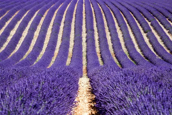 Levandulová Pole Valensole Francie — Stock fotografie