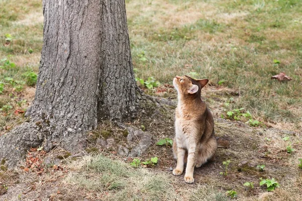 Abessinier Katt Tittar För Fåglar Ett Träd — Stockfoto