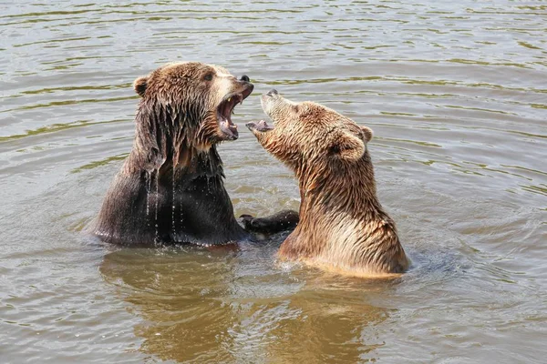 Hnědí Medvědi Hraje Vodě — Stock fotografie