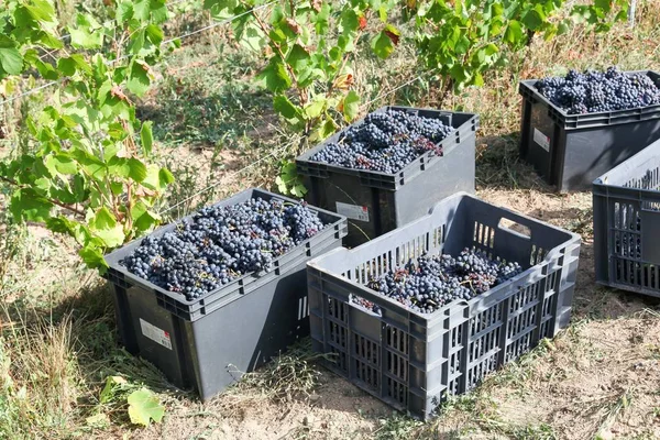 Збирання Врожаю Винограду Вино Божоле Франція — стокове фото