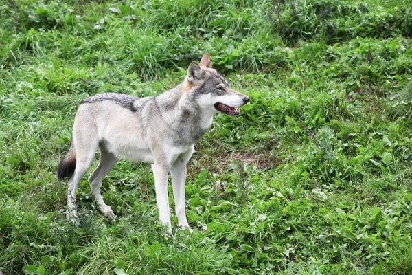 自然の中でオオカミ — ストック写真