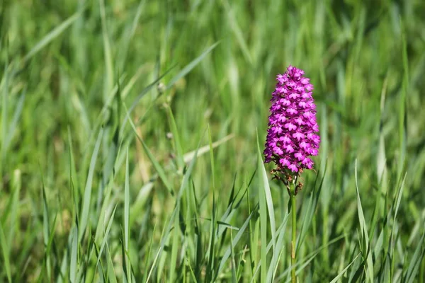 Anacamptis Pyramidalis Květina Přírodě — Stock fotografie