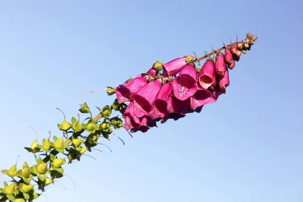 Digitalis Flor Com Céu Azul — Fotografia de Stock