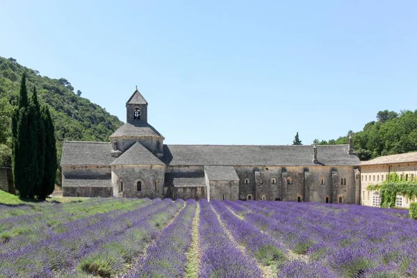 Abbey Senanque Blooming Rows Lavender Flowers Provence France — Stock Photo, Image