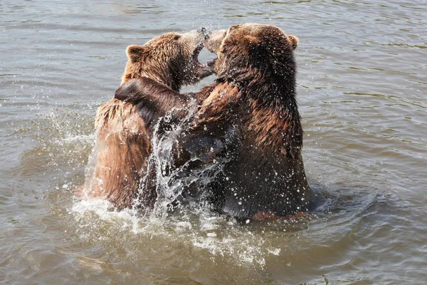 Brown bears playing in the water