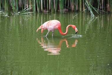 Flamingo suda yürüyor