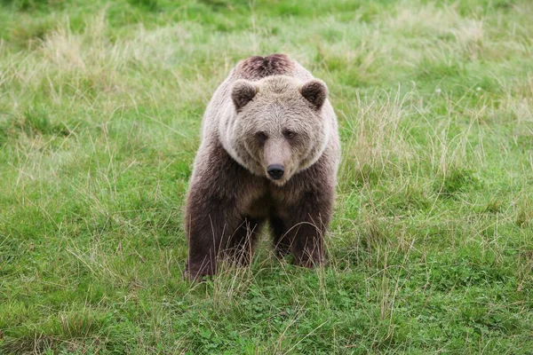 自然界中的棕熊 — 图库照片