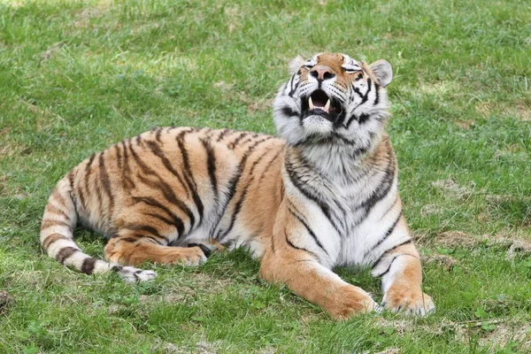 Tiger Lying Grass — Stock Photo, Image