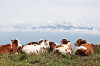 Vercors, Fransa 'da dağ otlağı